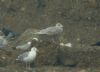 Glaucous Gull at Private site with no public access (Steve Arlow) (113613 bytes)